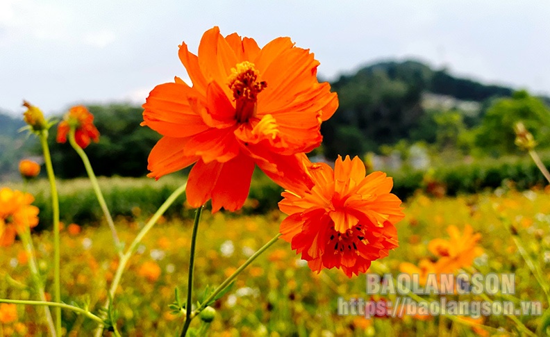 Rực rỡ sắc hoa giữa lòng thành phố Lạng Sơn