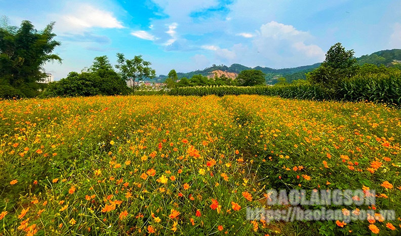 Rực rỡ sắc hoa giữa lòng thành phố Lạng Sơn