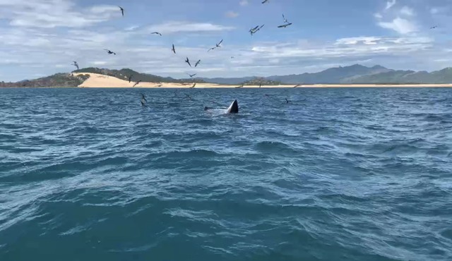 Cá voi lại xuất hiện ở ven biển Bình Định - Ảnh 2.