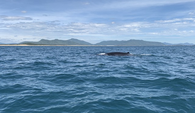 Cá voi lại xuất hiện ở ven biển Bình Định - Ảnh 1.