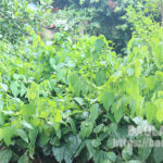 Đây là loại cây rừng ở Lạng Sơn, ngọn non làm rau ngon, thân lá thành trà, già trẻ uống đều khỏe - Ảnh 1.